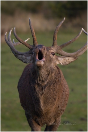 <p>JELEN LESNÍ (Cervus elaphus) obora /Red deer - Rothirsch/</p>